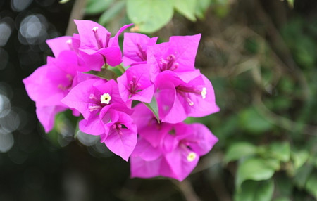 三角梅開(kāi)花美圖