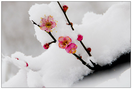 花澆雪水，既大又美。