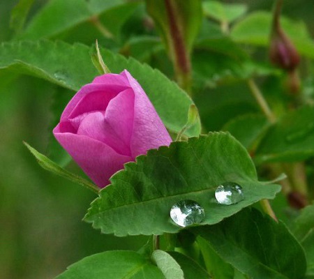 刺薔薇的花苞