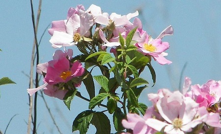 刺薔薇植株