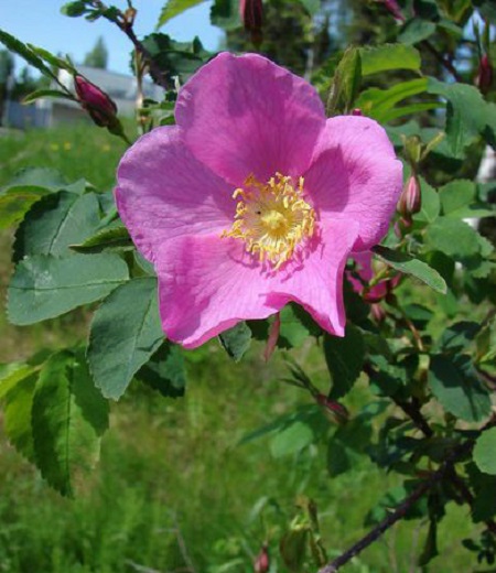 刺薔薇植株