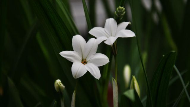 風(fēng)雨蘭的養(yǎng)殖方法