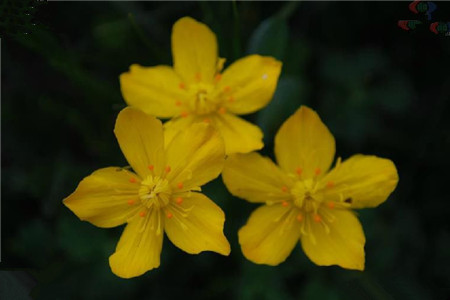 矮金蓮花