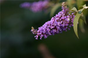 醉魚草的家庭養(yǎng)殖方法和注意事項(xiàng)