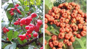 山茱萸和吳茱萸的區(qū)別