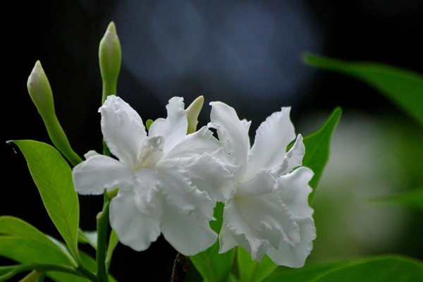 狗牙花的養(yǎng)殖方法和注意事項