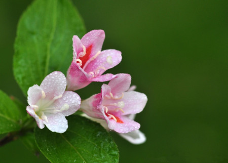 錦帶花的養(yǎng)殖注意事項