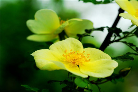 黃刺玫開(kāi)花圖片欣賞