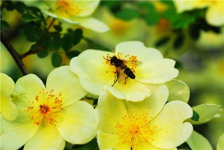 黃刺玫開(kāi)花圖片