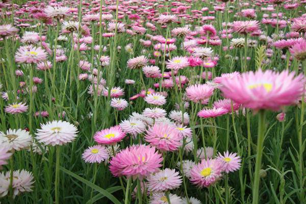 麥稈菊什么時(shí)候開花