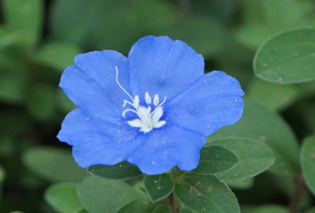 藍(lán)星花的花期