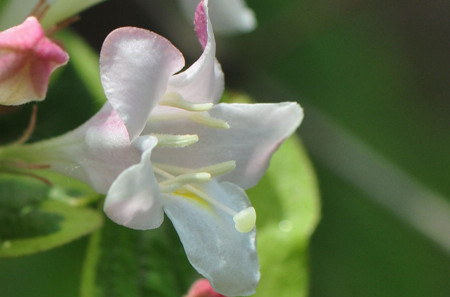 錦帶花開(kāi)花圖片欣賞