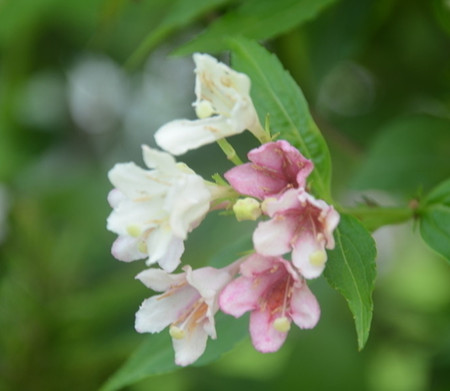 錦帶花開(kāi)花圖片欣賞