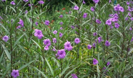 翠蘆莉植株