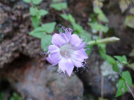 獨(dú)特的紅花龍膽花