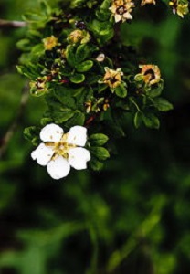 峨眉薔薇的花朵