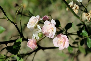 清新的野薔薇