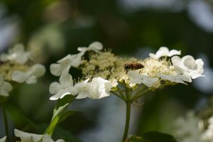 瓊花的養(yǎng)殖方法和注意事項(xiàng)