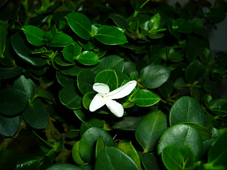 鐵茉莉開(kāi)花