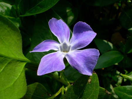 長春蔓的花期