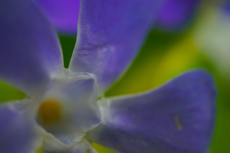 長春蔓的花型花色