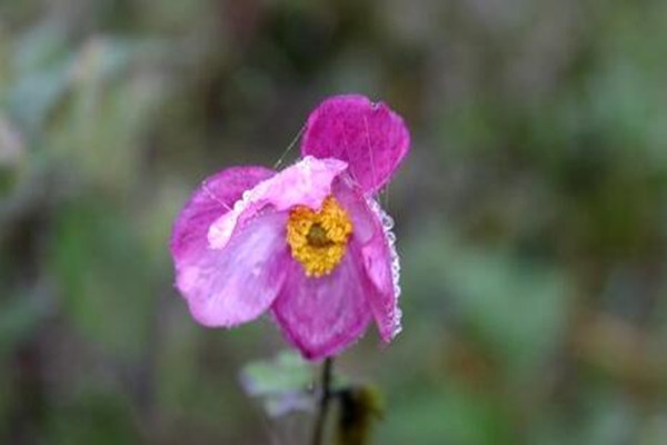 打碗花、打破碗花、打破碗碗花都是些什么植物