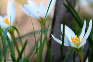 蔥蘭什么時(shí)候開花