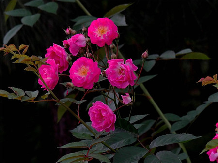 薔薇花的生長需要水分