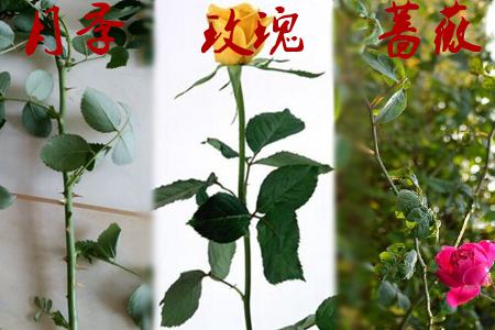 玫瑰月季薔薇花的區(qū)別:枝條不同