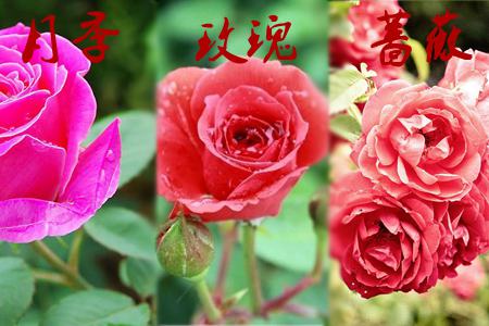 玫瑰月季薔薇花的區(qū)別:花朵不同