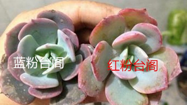 紅粉臺(tái)閣和藍(lán)粉臺(tái)閣的區(qū)別