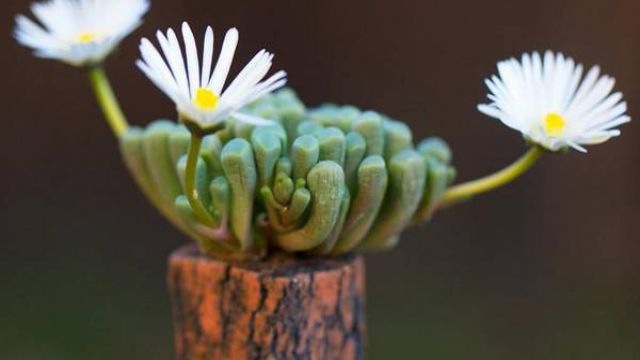 五十鈴玉開花會(huì)死嗎