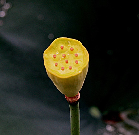 迎賓芙蓉的蓮蓬