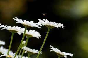 白晶菊養(yǎng)殖方法和注意事項