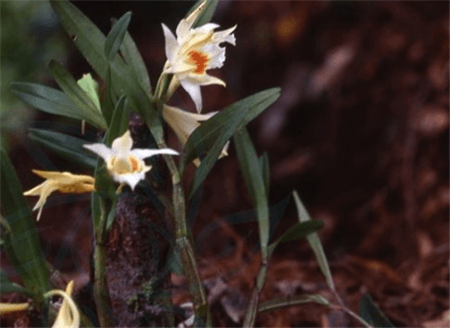 華石斛開花