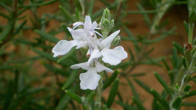 迷迭香什么時(shí)候開花