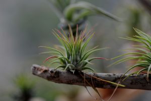 空氣鳳梨——誰(shuí)都能養(yǎng)活的精靈植物