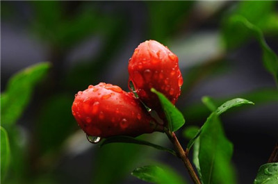 石榴花的養(yǎng)殖方法