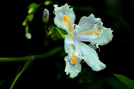 獨(dú)占春的花朵