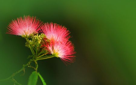 合歡花