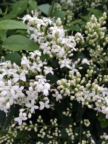 夜來香植株