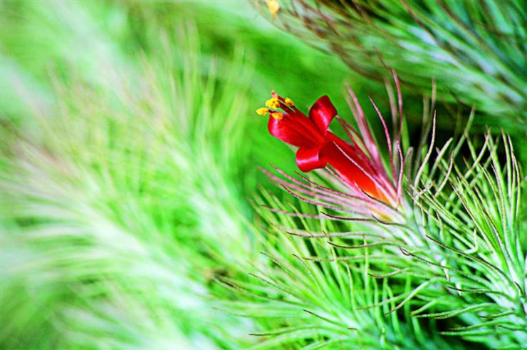 空氣鳳梨開花后會(huì)死嗎