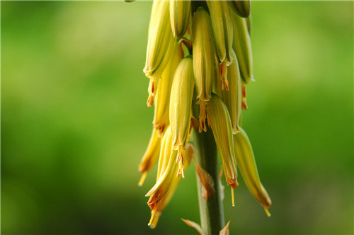 蘆薈開花代表著什么