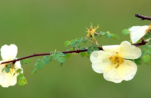 棠棣花開花