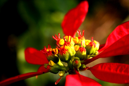 一品紅選購技巧三：看花