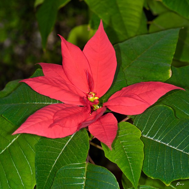 一品紅選購技巧六：撥花冠