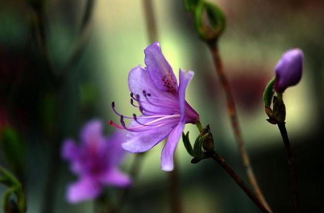 桃紅杜鵑花