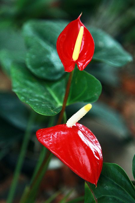 火鶴花植株