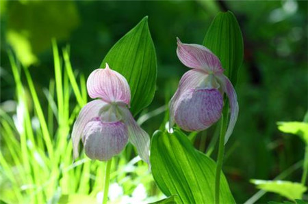 杓蘭植株