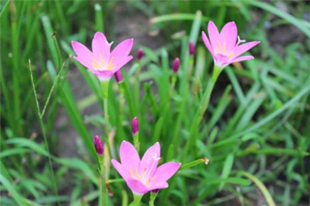 風(fēng)雨蘭花